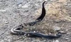 Elazığ'da yılanların çiftleşmesi kameralara yansıdı!