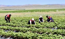 Yetişmez denildi, 400 ton verim alındı