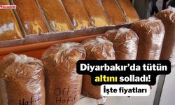 Diyarbakır’da tütün altını solladı! İşte fiyatları