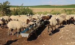 Vicdansızlığın bu kadarı! Koyun sürüsüne saldırı