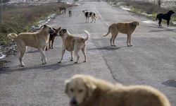 150 köpeğin zehirlendiği iddiası! Bitlis Valiliğinden açıklama