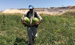 Urfa'da yerli karpuz hasadı başladı: Kilosu 3 lira