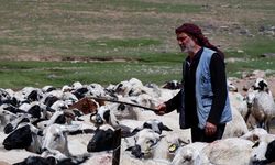 Diyarbakır’da 6 belediyeden yeni karar: ‘Mandıra’ kuracaklar!