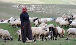 Yer Diyarbakır: 1500 koyunla 20 gün yol gidecekler