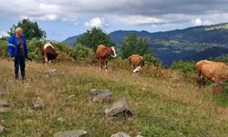 Ahıra girdi danayı götürdü! Böyle ayı görülmedi