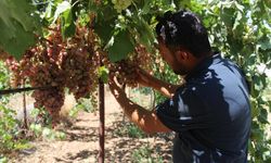 Siirt sinceri ve tayfi üzümlerinde hasat vakti