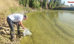 Diyarbakır’da 30 adet göl, gölete ve 5 baraja bırakıldı