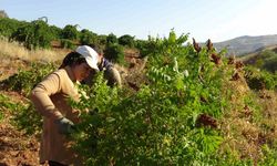 Diyarbakır'da kilosu 250 lirayı aşıyor! Yemekleri değiştiriyor