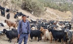 Şırnak'taki belediyeden hayvancılık için “çoban” projesi!