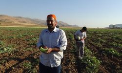 Tadı kiviye benziyor, Avrupa’ya kadar gidiyor! En ucuz kavun cinsi