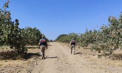 Urfa’da fıstık hırsızlarına suçüstü! Çok sayıda gözaltı