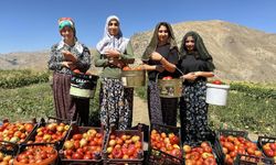 Yüksekova’da kadınların eliyle hasat! Antalya’yı aratmadı