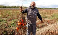 Çiftçi zor durumda! Soğuk hava tarlaları vurdu, tonlarca sebze dondu