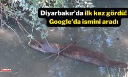 Diyarbakır’da ilk kez gördü! Google’da ismini aradı