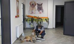 Diyarbakır’da kansere yakalanan sokak köpeğine kemoterapi