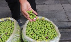Yeşil zeytin Diyarbakır’daki tezgahlarda yerini aldı: İşte kilo fiyatı
