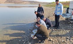 Diyarbakır’daki baraj göllerine 100 bin adet yavru balık bırakıldı!