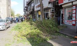 Diyarbakır’ın göbeğindeki o ağaç dalları neden kesildi?