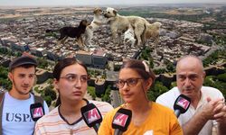 Diyarbakırlılar sokak köpekleri hakkında ne düşünüyor?