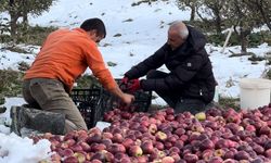 İran sınırında yer alıyor! Kar üstünde hasadı yapılıyor