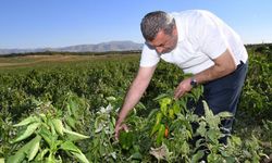 Kayısıdan sonra Malatya’nın bu ürünü de ABD’ye gidiyor!