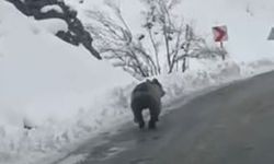 Tunceli’ye erken geldi! Ayıların uyumasına mani oldu