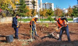 Diyarbakır’da ağaçlar bakımsızlıktan kurudu! Belediye harekete geçti