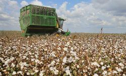Şanlıurfa'da pamuk biçme makinesine kapılan genç can verdi