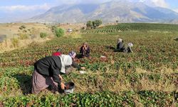 Son hasat Diyarbakır’a gelecek! 600 aileye ekmek kapısı oldu