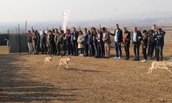 Urfa’dan götürülen 30 "gazella gazella" Cudi Dağı’na salındı