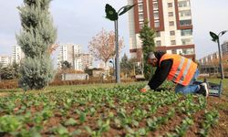 Diyarbakır’da belediyeden yeşil alanlara taze dokunuş