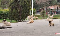 Diyarbakır’da sokak köpeklerini gören yolunu değiştirdi!