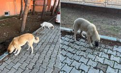 Valilik duyurdu: Sokak köpeklerini beslemek yasaklandı!