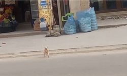 Mardin’de hırsız kedi güldürdü: Meslek haline getirmiş!