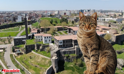 Diyarbakır'da kayıp kedi için 100 bin lira ödül verecek!