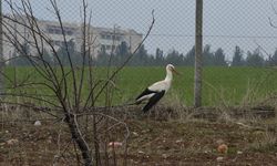 Diyarbakır'da doğaya bırakıldı: Dicle Üniversitesi'nde ayrılamadı!