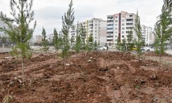 Diyarbakır’da yeşil kuşak projesi: Binlerce ağaç dikiliyor!