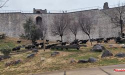 Diyarbakır’ın en yoğun bölgesi onlara kaldı!