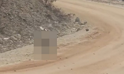 Kırmızı listede yer alıyordu: Tunceli’de ortaya çıktı!