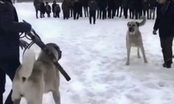 Köpekleri acımasızca dövüştürüp, sosyal medyada paylaştılar!