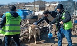 Siverek’te kuduz alarmı! 3 kişi yaralandı, Diyarbakır’a sevk edildiler