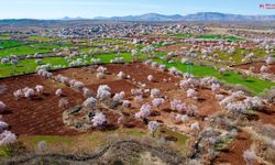 Diyarbakır'da baharın renkleri bu köyde hayat buldu: İşte adresi