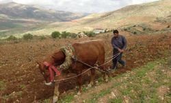 Batman’da traktör giremiyor: Geleneksel tarımda at gücü