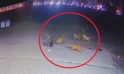 Muhtarlara köpek sayma görevi verildi: Diyarbakır’ın komşusunda ortalık elli altı oldu!