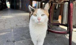 Diyarbakır'da "şaşı kedi" sevgisi: "Arada kahve veriyoruz"