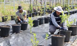 3 milyar pazar payına sahip: Diyarbakır’da ilk kez yetiştirilecek