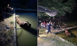 Adıyaman’da bir inek havuza düştü: Sonrasında olanlar oldu!