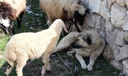 Ağrı’da kaydedilen bu görüntüler yürekleri ısıttı!