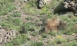 Bu kez Tunceli’de ortaya çıktılar: Yemek ararken görüldüler