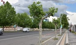 Diyarbakır’da 120 adet ithal ağaç hastalandı!